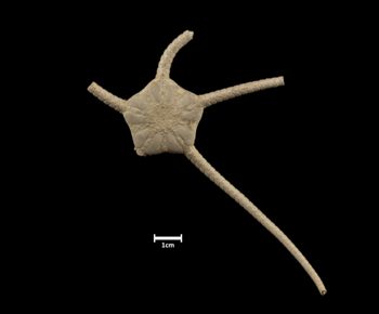 Media type: image;   Invertebrate Zoology OPH-4117 Description: Top of brittle star with a view of the disc.;  Aspect: dorsal